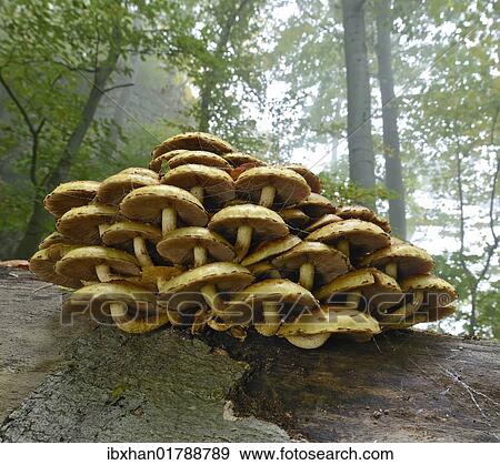 "Golden scalycap (Pholiota aurivella) growing on a dead beech, Arnstein, Lower Austria, Austria, Europe" View Large Photo Image Stock Photo - "Golden scalycap (Pholiota aurivella) growing on a dead beech, Arnstein, Lower Austria, Austria, Europe". Fotosearch