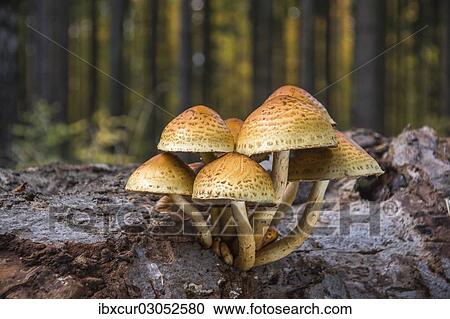 "Golden Scalycap (Pholiota aurivellus) on the trunk of a beech, Thuringia, Germany, Europe" View Large Photo Image Stock Image - "Golden Scalycap (Pholiota aurivellus) on the trunk of a beech, Thuringia, Germany, Europe". Fotosearch