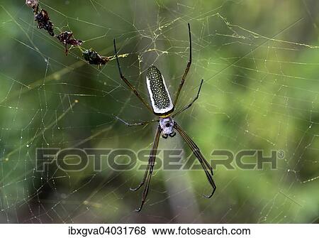 Stock Photo - "Golden Silk Orbweaver (Nephila clavipes), female, Tambopata Nature Reserve, Madre de Dios Region, Peru, South America". Fotosearch