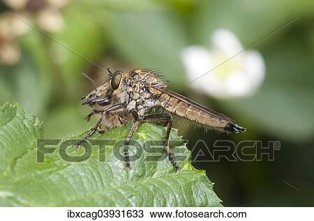 Stock Image - "Golden-tabbed Robberfly (Eutolmus rufibarbis) with captured honey bee on a blackberry leaf, Hesse, Germany, Europe". Fotosearch