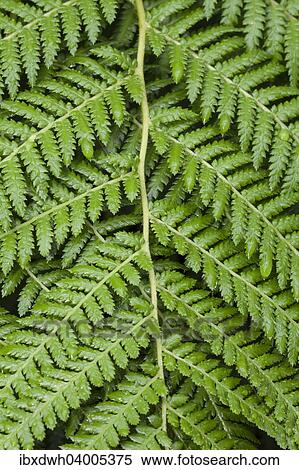 "Golden Tree Fern (Dicksonia fibrosa), native to New Zealand" View Large Photo Image Stock Photography - "Golden Tree Fern (Dicksonia fibrosa), native to New Zealand". Fotosearch
