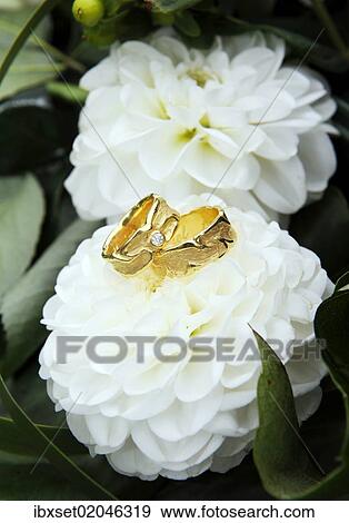 Golden wedding rings on flowers View Large Photo Image Stock Photo - Golden wedding rings on flowers. Fotosearch