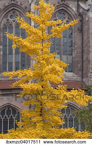 "Golden yellow autumn color from the Ginkgo tree (Ginkgo biloba), behind Church of St. Lorenz, Nuremberg, Middle Franconia, Bavaria, Germany, Europe" View Large Photo Image Stock Image - "Golden yellow autumn color from the Ginkgo tree (Ginkgo biloba), behind Church of St. Lorenz, Nuremberg, Middle Franconia, Bavaria, Germany, Europe". Fotosearch