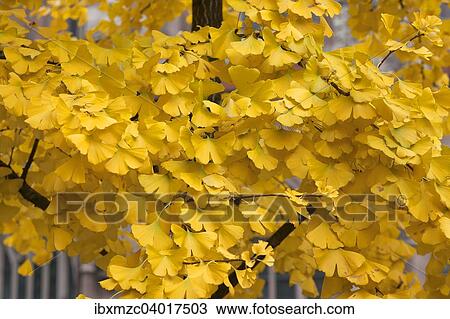 "Golden yellow autumn leaves of Ginkgo (Ginkgo biloba), Middle Franconia, Bavaria, Germany, Europe" View Large Photo Image Stock Image - "Golden yellow autumn leaves of Ginkgo (Ginkgo biloba), Middle Franconia, Bavaria, Germany, Europe". Fotosearch