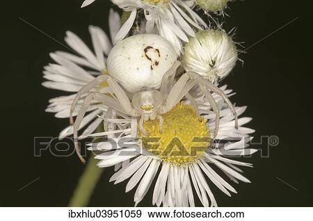 Stock Photo - "Goldenrod Crab Spider (Misumena vatia), female lurking on flower of Annual Fleabane (Erigeron annuus), Baden-Wurttemberg, Germany, Europe". Fotosearch