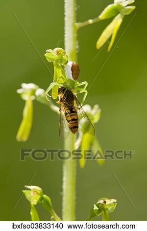 "Goldenrod crab spider (Misumena vatia) has captured a hoverfly (Syrphidae), Thuringia, Germany, Europe" View Large Photo Image Stock Image - "Goldenrod crab spider (Misumena vatia) has captured a hoverfly (Syrphidae), Thuringia, Germany, Europe". Fotosearch