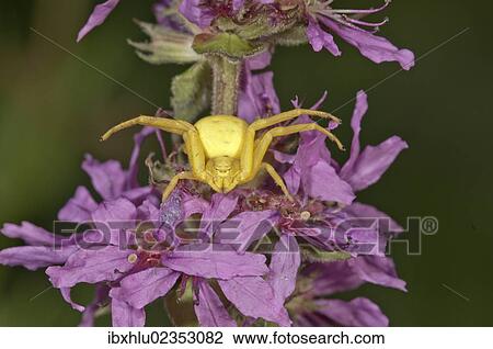 Stock Image - "Goldenrod Crab Spider (Misumena vatia) lurking on Purple Loosestrife (Lythrum salicaria), Untergroeningen, Baden-Wuerttemberg, Germany, Europe". Fotosearch