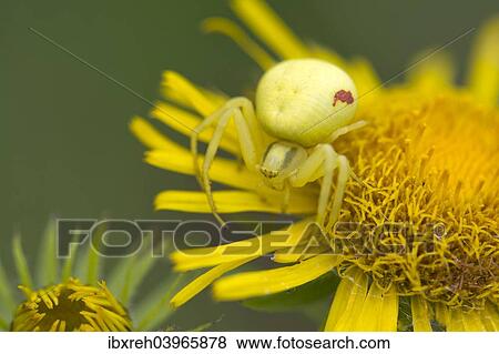 Stock Photo - "Goldenrod Crab Spider (Misumena vatia) on a British Yellowhead (Inula britannica), Burgenland, Austria, Europe". Fotosearch