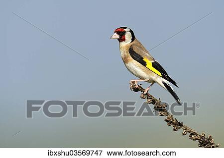 Stock Photo - "Goldfinch (Carduelis carduelis) perched on a branch, Rhodopes, Bulgaria, Europe". Fotosearch