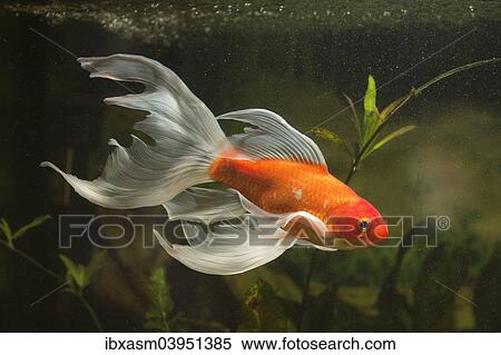 Goldfish (Carassius gibelio forma auratus) View Large Photo Image Stock Photography - Goldfish (Carassius gibelio forma auratus). Fotosearch