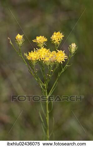 "Goldilocks Aster (Aster linosyris), rare, Degenfeld, Baden-Wuerttemberg, Germany, Europe" View Large Photo Image Stock Photography - "Goldilocks Aster (Aster linosyris), rare, Degenfeld, Baden-Wuerttemberg, Germany, Europe". Fotosearch