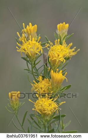 "Goldilocks Aster (Aster lynosyris), Bavaria, Germany, Europe" View Large Photo Image Stock Image - "Goldilocks Aster (Aster lynosyris), Bavaria, Germany, Europe". Fotosearch