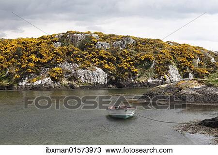 "Goleen Harbour, flowering broom, Mizen Head Peninsula, West Cork, Republic of Ireland, British Isles, Europe" View Large Photo Image Stock Image - "Goleen Harbour, flowering broom, Mizen Head Peninsula, West Cork, Republic of Ireland, British Isles, Europe". Fotosearch