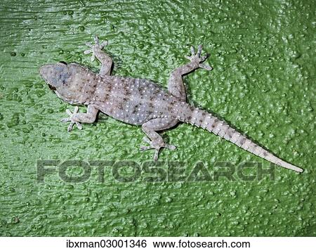"Gomero Wall Gecko (Tarentola gomerensis), endemic to La Gomera, La Gomera, Canary Islands, Spain, Europe, La Gomera, Valle Gran Rey, Canary Islands, Spain, Europe" View Large Photo Image Stock Photograph - "Gomero Wall Gecko (Tarentola gomerensis), endemic to La Gomera, La Gomera, Canary Islands, Spain, Europe, La Gomera, Valle Gran Rey, Canary Islands, Spain, Europe". Fotosearch