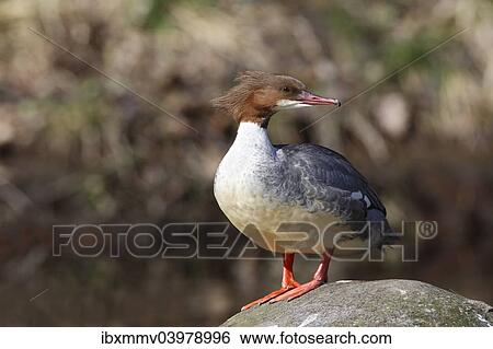 Stock Photograph - "Goosander (Mergus merganser), female standing on a stone, Harz, Saxony-Anhalt, Germany, Europe". Fotosearch