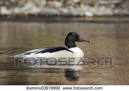 "Goosander (Mergus merganser), male swimming in the habitat, Harz, Saxony-Anhalt, Germany, Europe" View Large Photo Image Stock Image - "Goosander (Mergus merganser), male swimming in the habitat, Harz, Saxony-Anhalt, Germany, Europe". Fotosearch