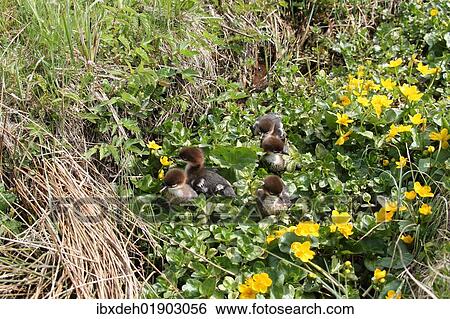 "Goosander or Common Merganser chicks (Mergus merganser), one day, between marsh marigold flowers, Allgaeu, Bavaria, Germany, Europe" View Large Photo Image Stock Photograph - "Goosander or Common Merganser chicks (Mergus merganser), one day, between marsh marigold flowers, Allgaeu, Bavaria, Germany, Europe". Fotosearch