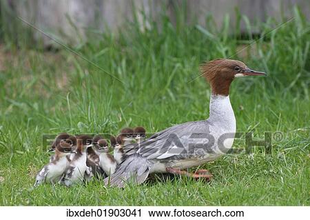 "Goosander or Common Merganser (Mergus merganser), female adult with chicks, one day, Allgaeu, Bavaria, Germany, Europe" View Large Photo Image Stock Image - "Goosander or Common Merganser (Mergus merganser), female adult with chicks, one day, Allgaeu, Bavaria, Germany, Europe". Fotosearch