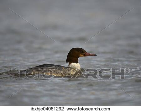 Stock Image - "Goosander or Common Merganser (Mergus merganser), Rhineland-Palatinate, Germany, Europe". Fotosearch