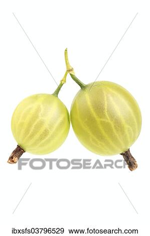 "Gooseberries, Kramers Grune Kugel variety" View Large Photo Image Stock Photo - "Gooseberries, Kramers Grune Kugel variety". Fotosearch