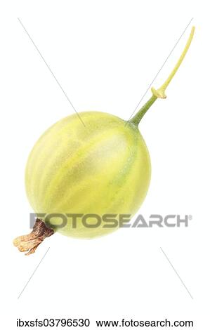 "Gooseberry, Kramers Grune Kugel variety" View Large Photo Image Stock Image - "Gooseberry, Kramers Grune Kugel variety". Fotosearch