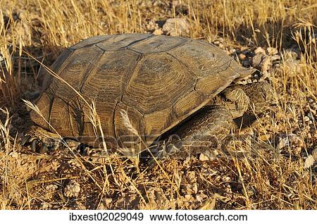 "Gopher or Desert tortoise (Gopherus agassizii), Mojave Desert, Utah, USA, North America" View Large Photo Image Stock Photo - "Gopher or Desert tortoise (Gopherus agassizii), Mojave Desert, Utah, USA, North America". Fotosearch