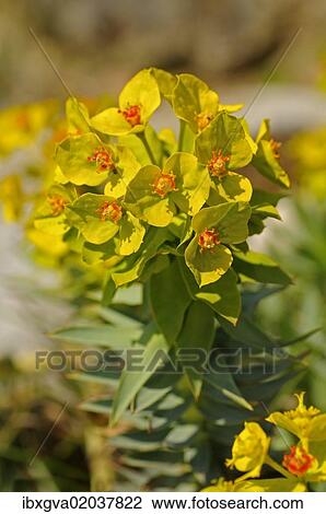 "Gopher Spurge or Upright Myrtle Spurge (Euphorbia rigida), Mediterranean region" View Large Photo Image Stock Image - "Gopher Spurge or Upright Myrtle Spurge (Euphorbia rigida), Mediterranean region". Fotosearch
