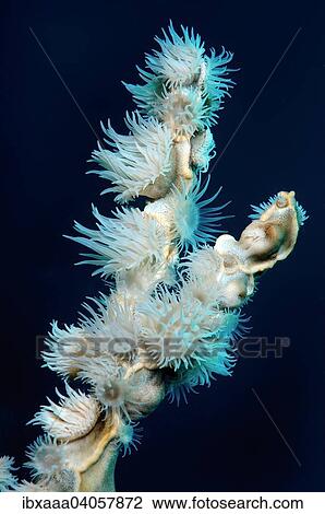 Stock Image - "Gorgonian Wrapper (Nemanthus annamensis), Bohol Sea, Philippines, Asia". Fotosearch