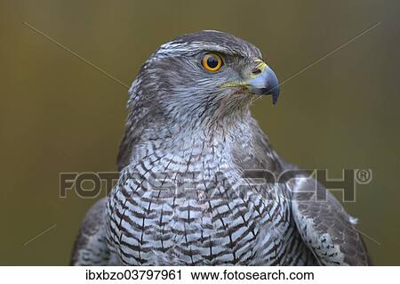 "Goshawk (Accipiter gentilis), adult female, portrait, Biospharengebiet Schwabische Alb biosphere reserve, Baden-Wuerttemberg, Germany, Europe" View Large Photo Image Stock Image - "Goshawk (Accipiter gentilis), adult female, portrait, Biospharengebiet Schwabische Alb biosphere reserve, Baden-Wuerttemberg, Germany, Europe". Fotosearch