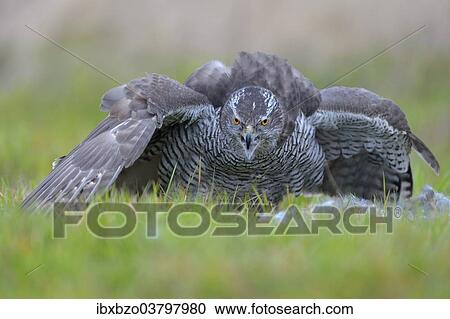 Stock Image - "Goshawk (Accipiter gentilis), adult female covering the prey with her wings, Biospharengebiet Schwabische Alb biosphere reserve, Baden-Wuerttemberg, Germany, Europe". Fotosearch