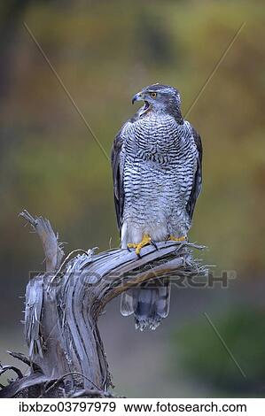 "Goshawk (Accipiter gentilis), adult female calling from perch, Biospharengebiet Schwabische Alb biosphere reserve, Baden-Wuerttemberg, Germany, Europe" View Large Photo Image Stock Photo - "Goshawk (Accipiter gentilis), adult female calling from perch, Biospharengebiet Schwabische Alb biosphere reserve, Baden-Wuerttemberg, Germany, Europe". Fotosearch