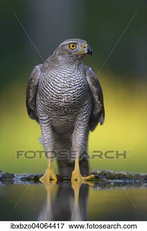 Stock Photo - "Goshawk (Accipiter gentilis), female at the bird bath, Kiskunsag National Park, Hungary, Europe". Fotosearch