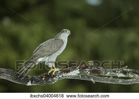 "Goshawk (Accipiter gentilis), Stubai Valley, Tyrol, Austria, Europe" View Large Photo Image Stock Photo - "Goshawk (Accipiter gentilis), Stubai Valley, Tyrol, Austria, Europe". Fotosearch