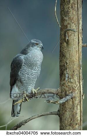"Goshawk (Accipiter gentilis), Stubai Valley, Tyrol, Austria, Europe" View Large Photo Image Stock Photography - "Goshawk (Accipiter gentilis), Stubai Valley, Tyrol, Austria, Europe". Fotosearch