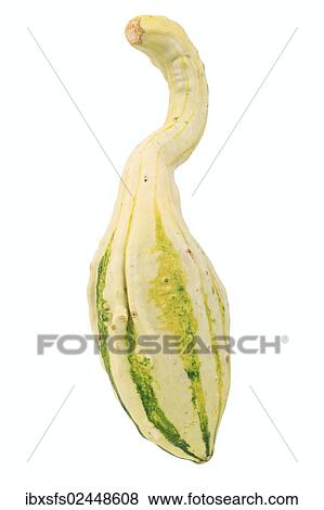 Stock Photo - "Gourd, Autumn Wings, bottleneck pumpkin". Fotosearch