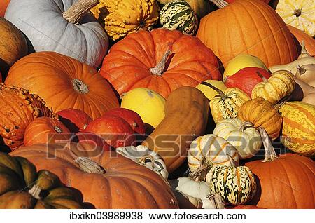 "Gourds, Schleswig-Holstein, Germany, Europe" View Large Photo Image Stock Photo - "Gourds, Schleswig-Holstein, Germany, Europe". Fotosearch