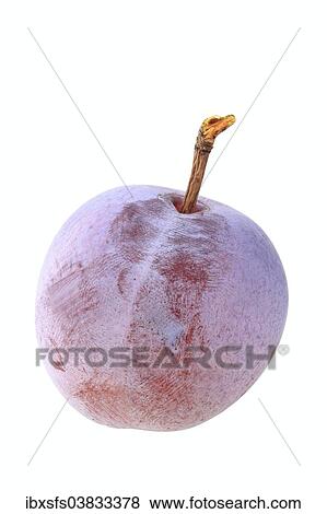 Graf Althans greengage View Large Photo Image Stock Photo - Graf Althans greengage. Fotosearch