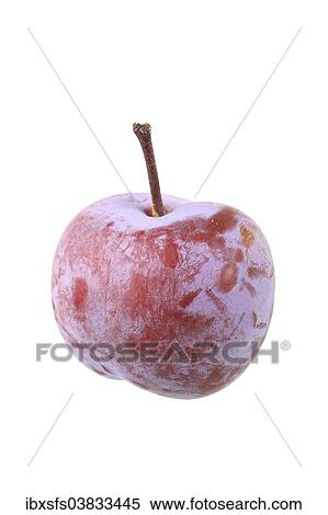 Graf Althans greengage View Large Photo Image Stock Photography - Graf Althans greengage. Fotosearch