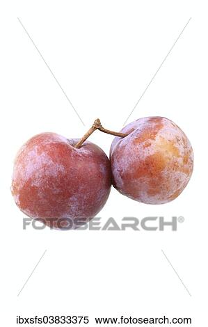 Graf Althans greengages View Large Photo Image Stock Photography - Graf Althans greengages. Fotosearch