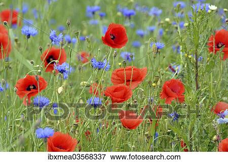 "Grain field with flowering Poppies (Papaver rhoeas) and Cornflowers (Centaurea cyanus), Rennsteig, Blankenstein, Thuringia, Germany, Europe" View Large Photo Image Stock Photo - "Grain field with flowering Poppies (Papaver rhoeas) and Cornflowers (Centaurea cyanus), Rennsteig, Blankenstein, Thuringia, Germany, Europe". Fotosearch