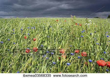 "Grain field with poppy flowers in front of an approaching thunderstorm, Rennsteig, Blankenstein, Thuringia, Germany, Europe" View Large Photo Image Stock Photography - "Grain field with poppy flowers in front of an approaching thunderstorm, Rennsteig, Blankenstein, Thuringia, Germany, Europe". Fotosearch