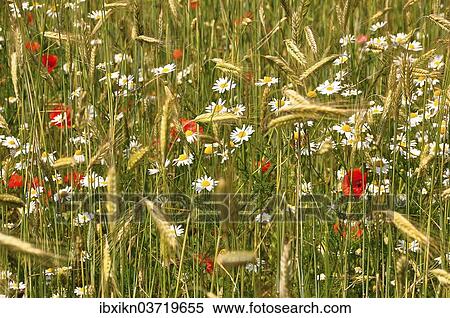"Grainfield with Rye (Secale cereale), Corn Poppy (Papaver rhoeas) and Chamomile (Matricaria chamomilla), Schleswig-Holstein, Germany, Europe" View Large Photo Image Stock Photography - "Grainfield with Rye (Secale cereale), Corn Poppy (Papaver rhoeas) and Chamomile (Matricaria chamomilla), Schleswig-Holstein, Germany, Europe". Fotosearch