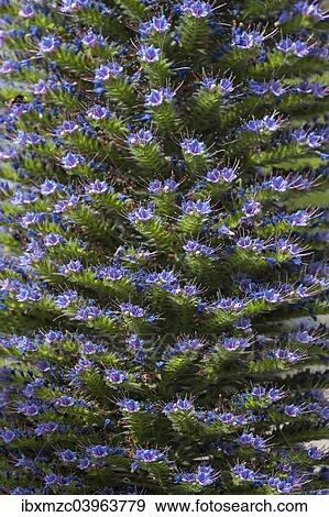 "Gran Canary borage (Echium callithyrsum), North Rhine-Westphalia, Germany, Europe" View Large Photo Image Stock Photo - "Gran Canary borage (Echium callithyrsum), North Rhine-Westphalia, Germany, Europe". Fotosearch