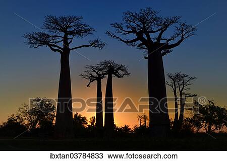 Stock Image - "Grandidier's Baobab or Baobab Trees (Adansonia grandidieri) on the Baobab Avenue at sunset, Morondava, Madagascar, Africa". Fotosearch