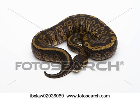 "Granite Ball Python or Royal Python (Python regius), female" View Large Photo Image Stock Image - "Granite Ball Python or Royal Python (Python regius), female". Fotosearch