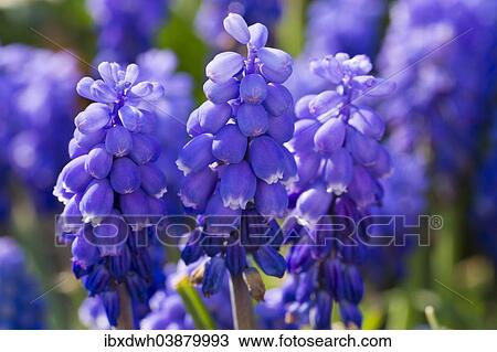 Grape Hyacinth (Muscari botryoides) View Large Photo Image Stock Image - Grape Hyacinth (Muscari botryoides). Fotosearch