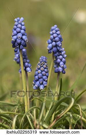 "Grape Hyacinth (Muscari sp. ), in a garden in Untergroeningen, Baden-Wuerttemberg, Germany, Europe" View Large Photo Image Stock Photo - "Grape Hyacinth (Muscari sp. ), in a garden in Untergroeningen, Baden-Wuerttemberg, Germany, Europe". Fotosearch