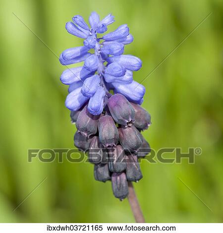 Stock Photography - Grape Hyacinth (Muscari sp. ). Fotosearch