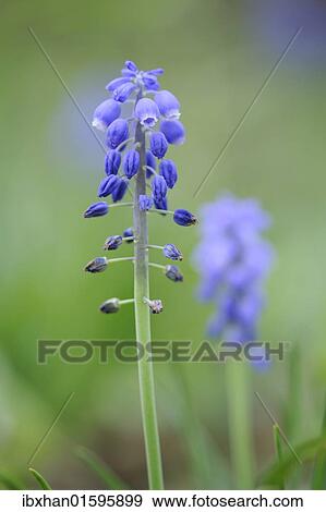 "Grape Hyacinths (Muscari), Peilstein, Triestingtal valley, Lower Austria, Europe" View Large Photo Image Stock Photo - "Grape Hyacinths (Muscari), Peilstein, Triestingtal valley, Lower Austria, Europe". Fotosearch