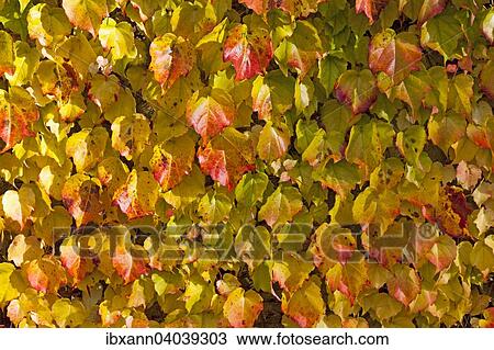 "Grape Vine (Vitis vinifera subsp. Sylvestris), leaves with autumnal foliage" View Large Photo Image Stock Image - "Grape Vine (Vitis vinifera subsp. Sylvestris), leaves with autumnal foliage". Fotosearch